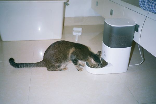 10 raisons d'opter pour un distributeur de croquettes pour chat