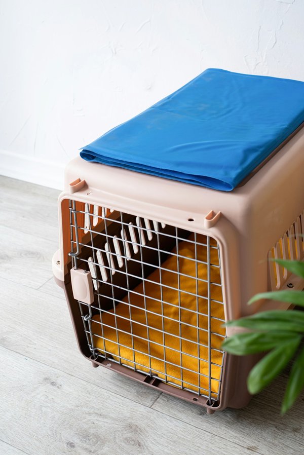 Cage de transport octodon : confort et sécurité garantis